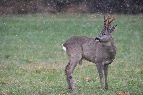 Roe deer (Capreolus capreolus) buck with freshly swept, still red antlers in the meadow during