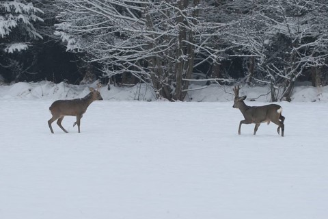 Roe deer (Capreolus capreolus) Bucks in velvet antlers sit with their forelegs in the snow on the
