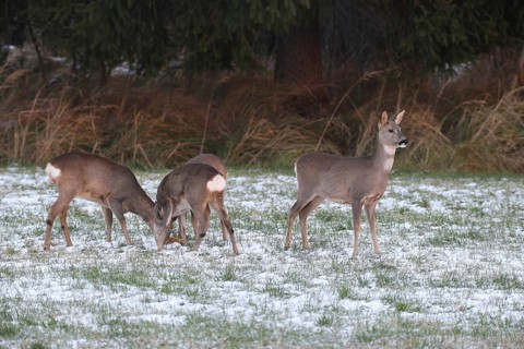 Roe deer (Capreolus capreolus) doe (left and right) and two buck fawns in the snow at the Kirrung