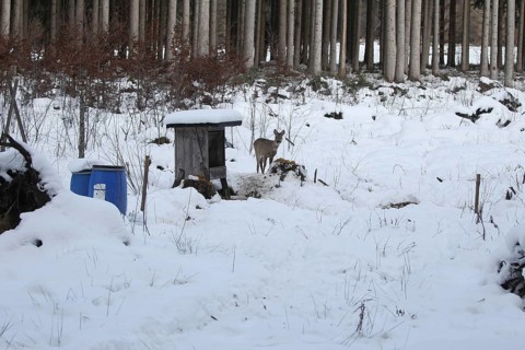 Roe deer (Capreolus capreolus) doe in the snow at the winter feeding in the forest, Allgäu,