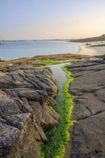 Seaweed in a tide pool on Gurteen Beach, Roundstone, County Galway, Ireland