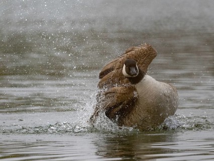 A Canada goose bathing, Ümminger See, Bochum, North Rhine-Westphalia, Germany