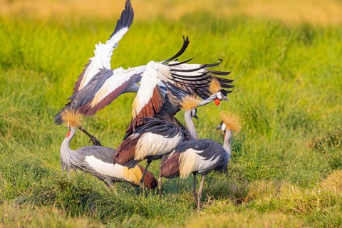 Crowned Crane (Balearica regulorum) courtship behavier South Luangwa NP Zambia August