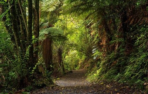 Hiking trail in the forest near Lake Rotopounamu. Waikato Region, North Island, New Zealand