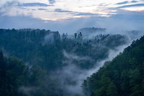 Fog in the forest of Bohemian Switzerland National Park near Hrensko, Czech Republic