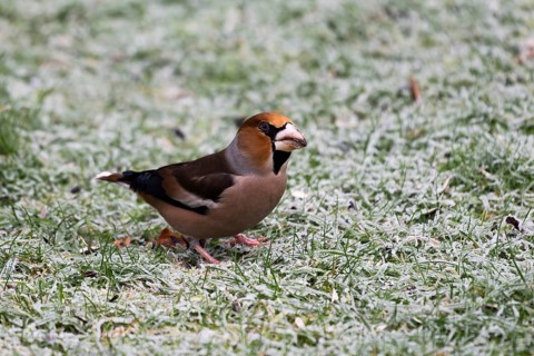Hawfinch (Coccothraustes coccothraustes) searching for food in winter, North Rhine-Westphalia,