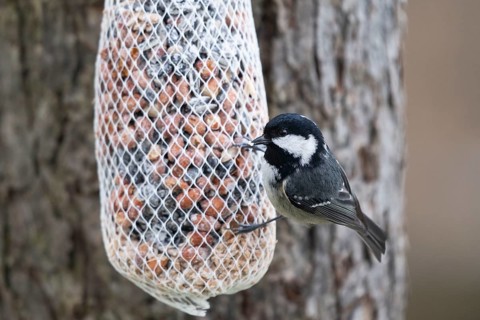 Fir tit (Periparus ater) at the feeder, North Rhine-Westphalia, Germany