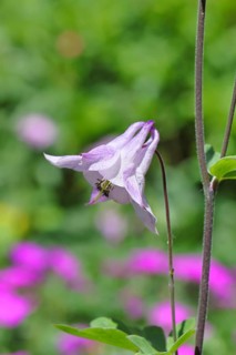 Columbine (Aquilegia vulgaris), pink flower at the edge of a forest, in spring, Wilnsdorf, North