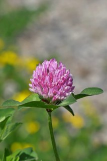 Meadow clover, red clover (Trifolium pratense), flower in a meadow, medicinal herb, Wilnsdorf,