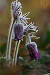 Meadow Pasque Flower, Meadow Pasque Flower, Black Pasque Flower (Pulsatilla pratensis), flower in