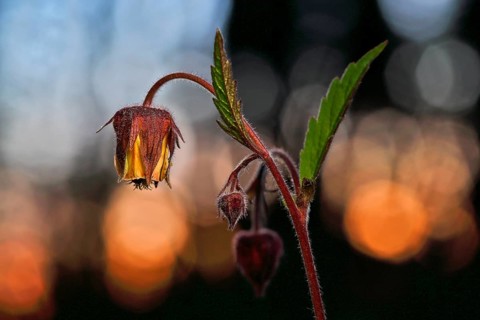Brooklime (Geum rivale), flowering in the evening light, Peene Valley nature park Park,