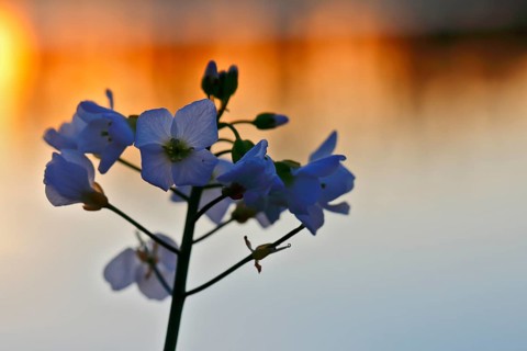 Meadow foamwort (Cardamine pratensis), flowers in front of a water surface at dawn, Peene Valley