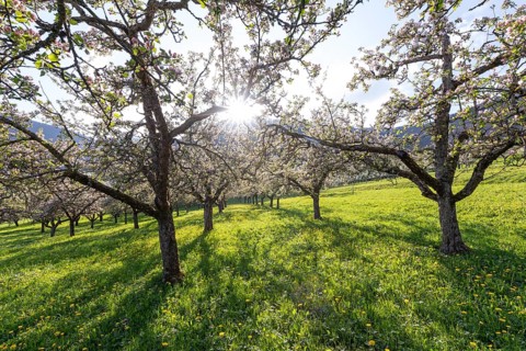 Apple blossoms on the orchard near Neidlingen, Swabian Jura, Baden-Württemberg, Germany