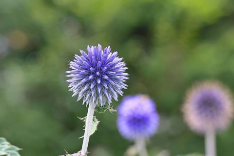 Blue globe thistle (Echinops ritro), flower, ornamental plant in a garden, Wilnsdorf, North