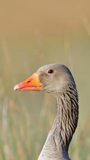 Grey goose (Anser anser) on a dyke in the evening at sunset, golden hour, animal portrait, Dümmer,