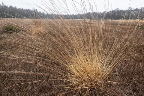 Pipe grass (Molinia caerulea) in the moor, Emsland, Lower Saxony, Germany