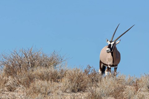 Gemsbok (Oryx gazella), adult female, standing on a rocky ridge among dry bushes, looking at