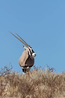 Gemsbok (Oryx gazella), adult female, standing on a rocky ridge among dry bushes, looking around,