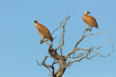 White-backed vultures (Gyps africanus), two adults, sitting on a tree branch, on the lookout, blue