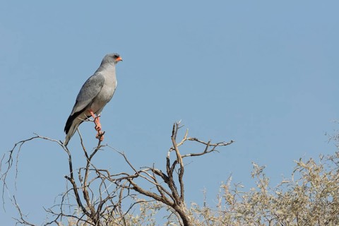 Pale chanting goshawk (Melierax canorus), adult, sitting on a tree branch, on the lookout, blue