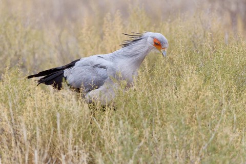 Secretary bird (Sagittarius serpentarius), adult, walking among bushes, foraging, Kgalagadi
