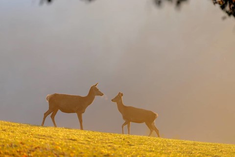A herd of red deer cows (Cervus elaphus) standing on a meadow in backlit condition. Fog covers the