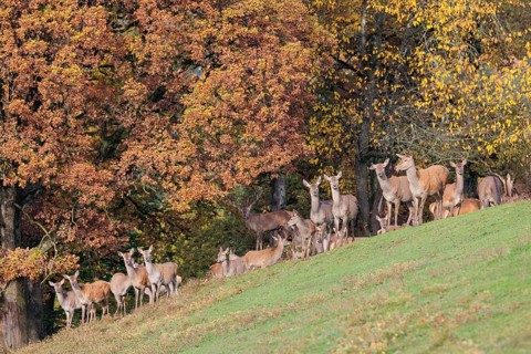 A large herd of red deer (Cervus elaphus) rests in hilly terrain on a meadow at the edge of the
