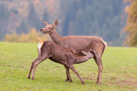 A red deer cow (Cervus elaphus) stands on a meadow and suckles her fawn. A forest in autumnal