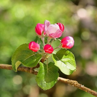 Apple blossoms (Malus), red still closed blossoms, bokeh in the background, close-up, Wilnsdorf,