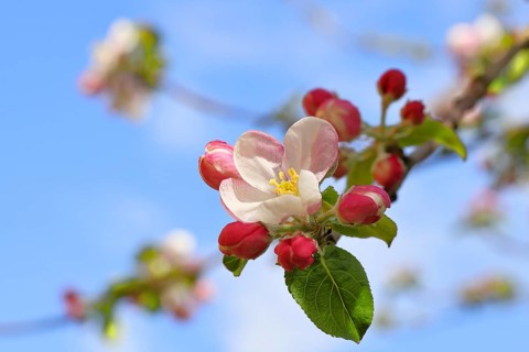 Apple blossoms (Malus), white blossoms with blue sky in the background, close-up, spring,