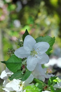 Apple blossoms (Malus), white blossoms with bokeh in the background, close-up, spring, Wilnsdorf,