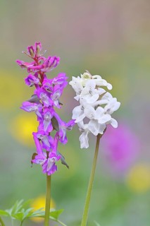 Hollow larkspur (Corydalis cava), inflorescence in a beech forest, spring, Wilnsdorf, North