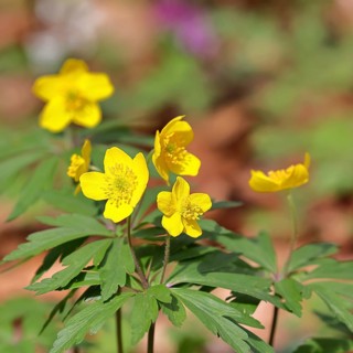 Yellow Anemone, Anemone ranunculoides, Yellow Wood Anemone, Anemone ranunculoides, in a beech