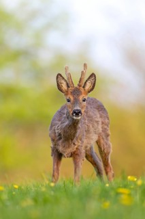 Roebuck (Capreolus capreolus) yearling with bast horns on a dandelion meadow in search of food,