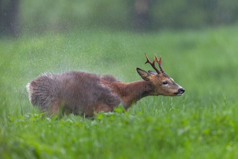A roebuck (Capreolus capreolus) stands in the pouring rain in a meadow and shakes water out of its