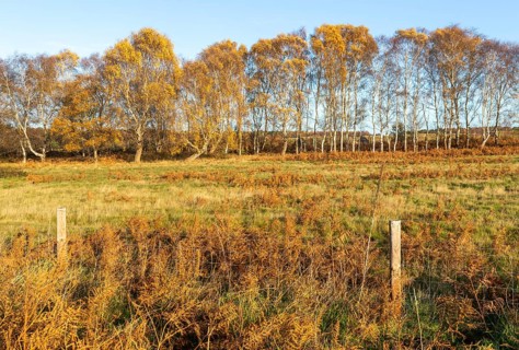 Silver birch trees, Betula pendula, brown autumn leaves on heathland, Sutton Heath, Suffolk,