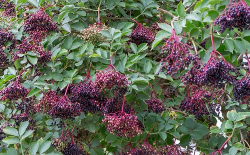 Sambucus nigra (Sambucus nigra), North Rhine-Westphalia, Germany