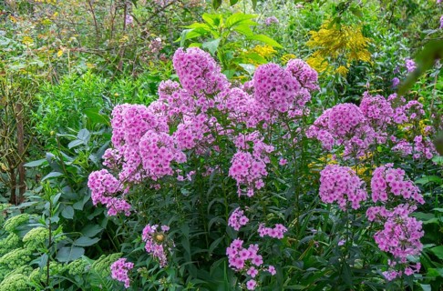 Perennial bed with flame flower (phlox), North Rhine-Westphalia, Germany