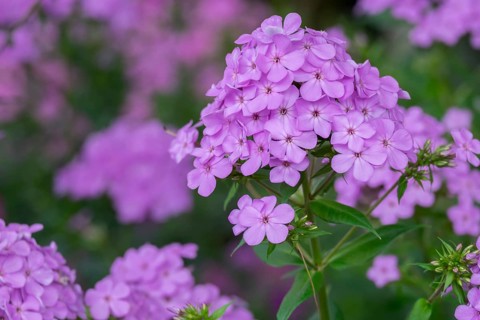 Flame flower (Phlox), North Rhine-Westphalia, Germany