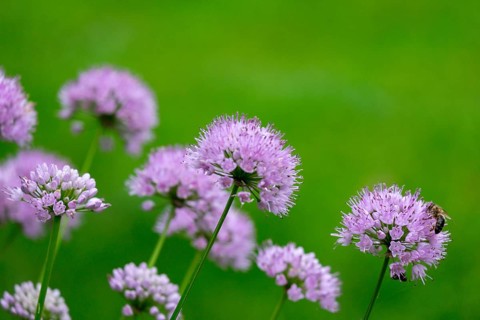 Ornamental leek (Allium sp.), inflorescence, North Rhine-Westphalia, Germany