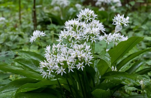 Wild garlic (Allium ursinum), Netherlands