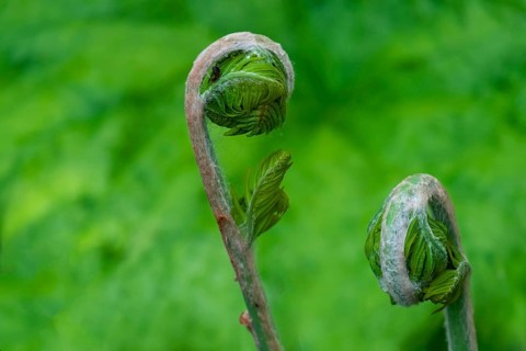 Young shoot, curled leaves of a fern frond, the Netherlands