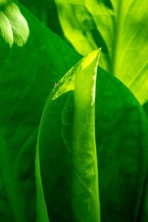 Close-up of green leaves (Hosta) with strong incidence of light, showing finely structured