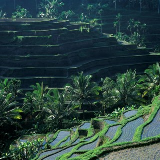 Terrace rice paddies near Tegallalang, Bali, Indonesia