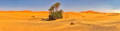 A wide panorama of a small oasis with palm trees in the endless expanse of the desert, Sahara,