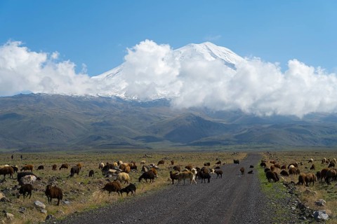 A flock of sheep grazing in front of a cloudy mountain on a plain near Cevirme, Great Ararat, Büyük