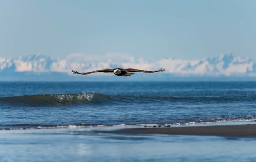Bald eagle (Haliaeetus leucocephalus) in flight, Anchor Point at Cook Inlet, white mountain peaks