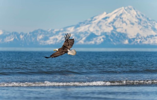Bald eagle (Haliaeetus leucocephalus) in flight, Anchor Point at Cook Inlet, white mountain peak of
