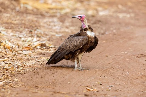 Black-capped vulture (Necrsoyrtes monachus) Zambia