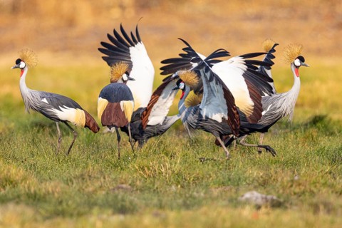 Crowned Crane (Balearica regulorum) Courtship behaviour Zambia